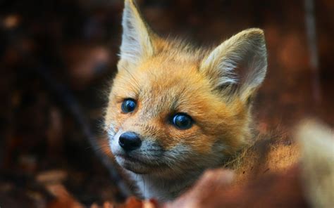 cute fox pictures